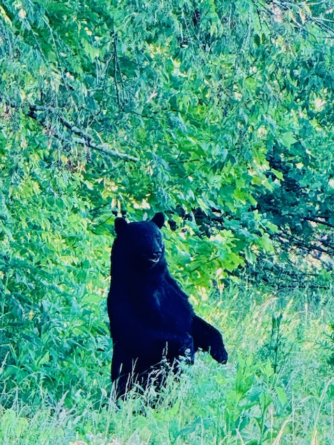 Playing Bear Cub, Cades Cove, Tennesee