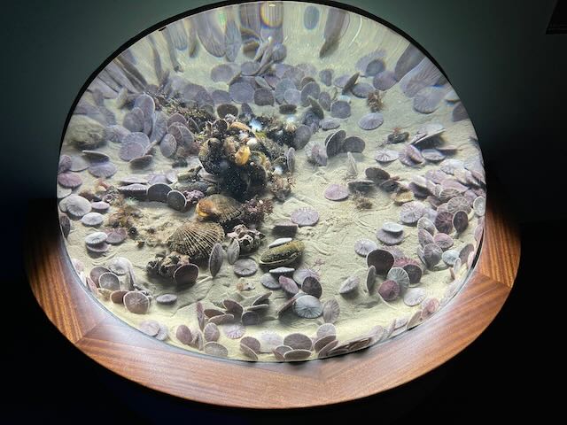 Sand dollar exhibit, Cal Academy of Sciences