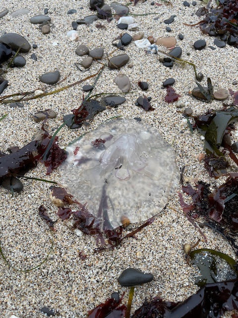 Jellyfish on the beach, Half Moon Bay, CA