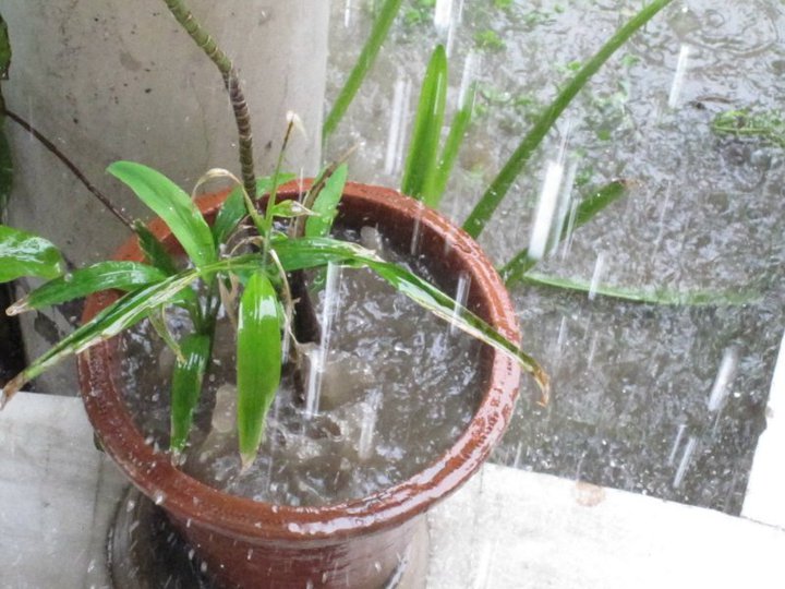 Figure 1: Morning rain, Delhi, India