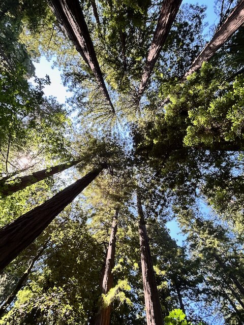 No Sunlight Coming In, Muirwoods, San Francisco