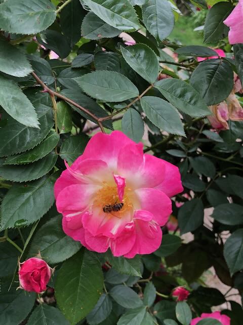 Rose garden, Schönbrunn Palace, Vienna