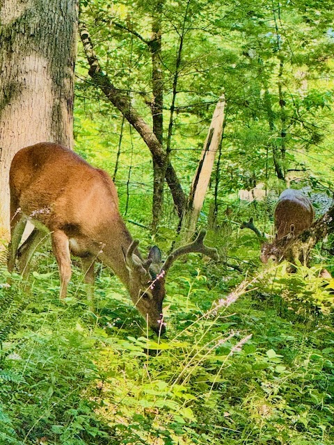 Figure 1: White bush tailed deer, Cades Cove